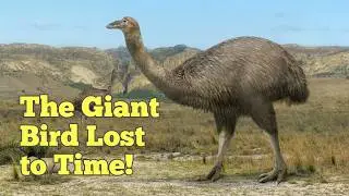 Discover the MOA: The EXTINCT Giant That Still Lives in Māori Folklore!