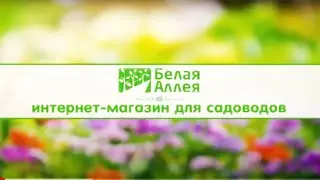Здравствуйте, мы рады видеть Вас в магазине Белая аллея