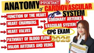 Discover Anatomy of the Cardiovascular System! | Medical Coding