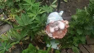 Наша дача. Чепели. 18.08.2019 р. 2 ч.
