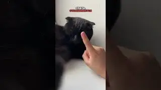 Как понять что у кошки депрессия  