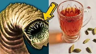 این چایی کرم های روده و معده رو فوری از بدن خارج میکند و ..