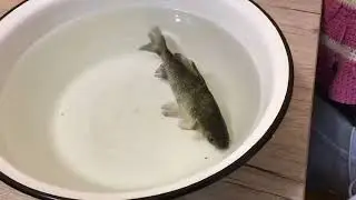 Карась после рыбалки
