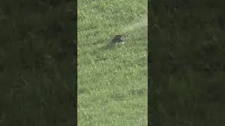 Listen to that shwack! #huntshootlive #huntlife #pestcontrol #groundhogs #groundhoghunting #hunt