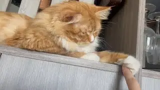 小猫长大了！