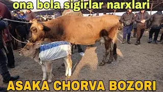 ANDIJON ASAKA OZBEKISTON CHORVA MOL BOZORI ONA BOLA BOGOZ SIGIRLAR NARXLARI