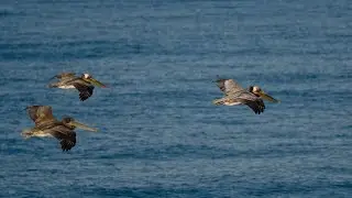 Feeding frenzy  #repost  #birds #wildlife