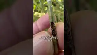 Кто в хлам погрыз стручки рапса? #сельскоехозяйство #агроном  #фермер #фермерство #урожайность #рапс