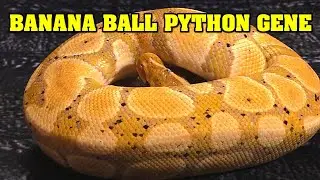 All about BANANA BALL PYTHONS 🍌.  What does it do in combos?  $10,000 banana?  Same as CORAL GLOW?