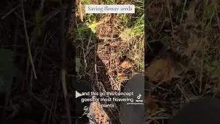 Saving columbine seeds
