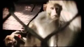 Наномедицина и видовой предел человека Часть 2