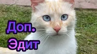 Дополнительный Эдит I из сериала «War of the cats In the multiverse 3»