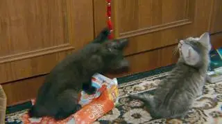 Новогодние котики,  бой курантов