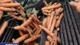 Уборка моркови, КФХ 