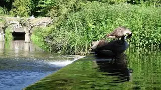 Sony ZV-1 sample 4K footage