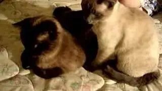 Toulouse and Guinness