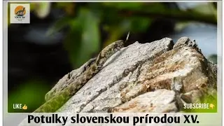 Potulky slovenskou prírodou XV / Walks through Slovakia nature ( V močiaroch / In the swamps )