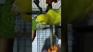 Budgies love to eat veggies