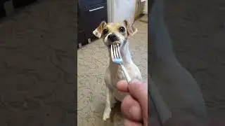 бэт#2024#Джек#рессел#заработала#мяско.