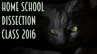 Home School Dissection Class - Dissecting a Cat *GRAPHIC*