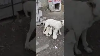 Onlarda Yaşamak İstiyor.