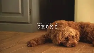 Two Months with a Dog Raised in a Cage📗