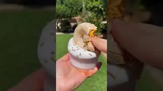 Realistic Slime Donut 🍩