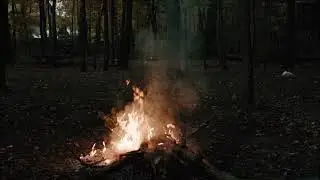 Forest Video Compilation - Full HD #33