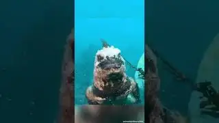 Que Épica esta Iguana🙄