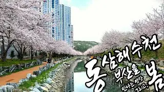 4K로 만나는 부산 그리고, 영도 동삼해수천 벚꽃길
