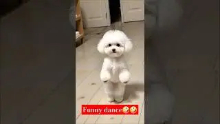 Funny dog videos| Cute dog funny moments | Funny dogs 2024 |Cute and funny dog short | 