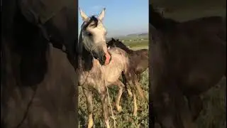 Разборки Измира и Марселя. 331 #лошадь  #horse   #pferde   #cheval    حصان# #short #shorts