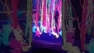 peces de colores