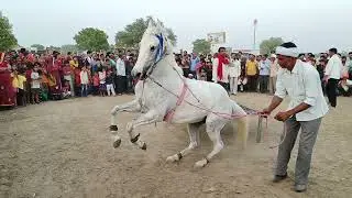 ghodee ne kiya moon walk 0012