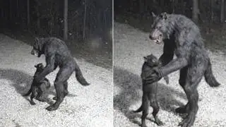 My Trail Cam Caught a DOGMAN Setting Its Pup Down in My Driveway — Same One I Hadn't Seen In Years