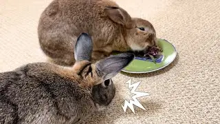 This Rabbit Eats Anything, Even This! 🐰😆