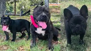 French bulldog and American pocket bullies