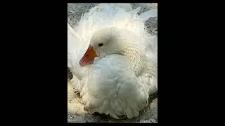 Не лебедь , но красивый гусь~ленточка#video #photography #family #foryou #best #beautiful #instagram