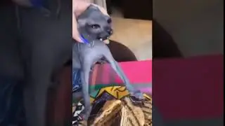 ЭТОТ КОТ КАК МАЛЕНЬКИЙ ВАМПИР