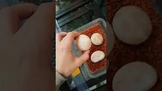 Сколько черепашек ждем? 🐢 