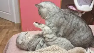 The strange relationship of cat dad and cat mom