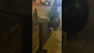 The Biggest CockRoach🪳