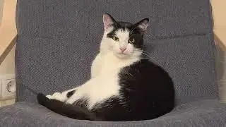 Кот умывается