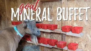 Tackling MINERAL DEFICIENCY in our Goats with a MINERAL BUFFET