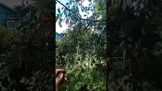 СБОР ВИШНИ. ЛАЙФХАК