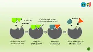 ENZIM - FISIOLOGI TUMBUHAN