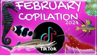 #2 𝐓𝐈𝐊𝐓𝐎𝐊 Copilation FEBRUARY 2024 @AquariumLifeFR | Los MEJORES CLIPS de nuestro canal en #tiktok