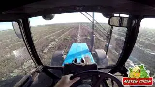 Культивация семячки 24 06 2015