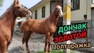 дончаК по кличке ЗОЛОТОЙ