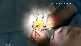 Овариогистерэктомия хорька (Female ferret spay/neutering)
